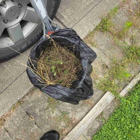 Cleanups by Luxury & Quality Lawn Care reviewed on June 20, 2022