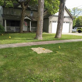 Leaf Removal by Lawns by leo reviewed on May 17, 2022