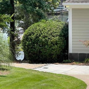 Bush Trimming by Lexington lawn services reviewed on June 1, 2022