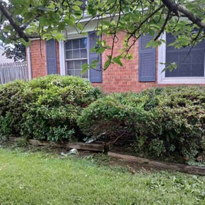 Bush Trimming by J&j lawn care reviewed on July 19, 2022