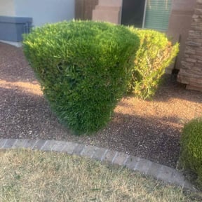 Bush Trimming by J Jr’s Lawn Maintenance reviewed on July 26, 2022