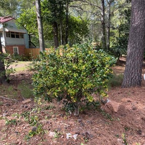 Bush Trimming by Love Kustomz Lawn Service reviewed on August 2, 2022