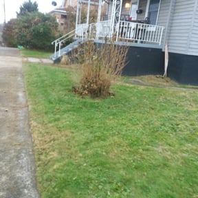 Bush Trimming by KevnLori Professional Lawn Care LLC reviewed on June 2, 2022