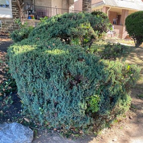 Bush Trimming by TruGreen LawnCare reviewed on April 2, 2025