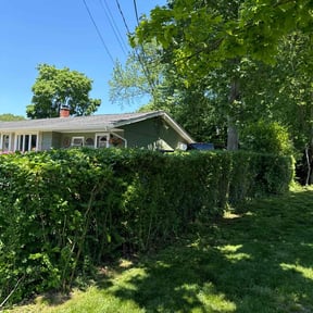 Bush Trimming by Mauler Mowing LLC reviewed on August 18, 2021