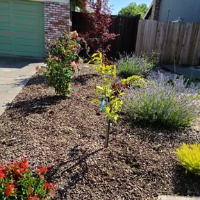 Flower Bed Weeding by Clean Cut Lawn Service reviewed on July 20, 2022