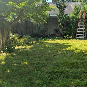 Bush Trimming by Harvey Handy & Lawn reviewed on May 7, 2025