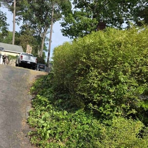 Bush Trimming by Dortch Demo and cleanup reviewed on July 5, 2022