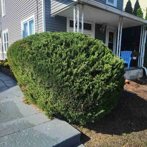 Bush Trimming by Lee reviewed on May 28, 2022