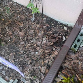 Flower Bed Weeding by Sunshine Services of CFL LLC reviewed on November 17, 2022