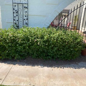 Bush Trimming by Pete’s Elite Lawn Care LLC reviewed on June 27, 2022