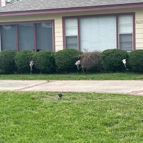 Bush Trimming by José reviewed on April 5, 2025