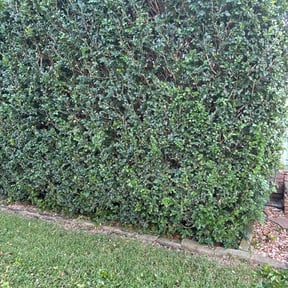 Bush Trimming by Greg's Landscaping reviewed on October 18, 2021