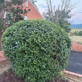 Bush Trimming by I Love Grass reviewed on November 11, 2022