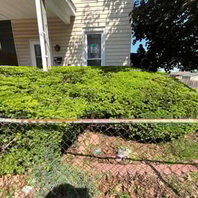 Bush Trimming by Jackman's Lawn Care reviewed on June 23, 2022