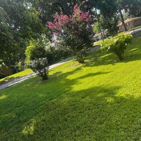 Bush Trimming by MowBetter reviewed on April 10, 2022