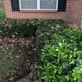 Bush Trimming by Legacy landscape llc reviewed on November 24, 2024