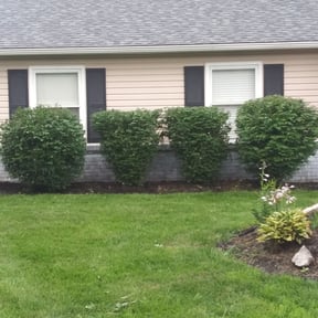 Bush Trimming by Montoya Maintenance Services reviewed on May 8, 2025