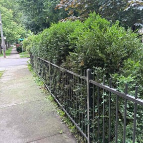 Bush Trimming by Premier lawn solutions reviewed on July 27, 2025