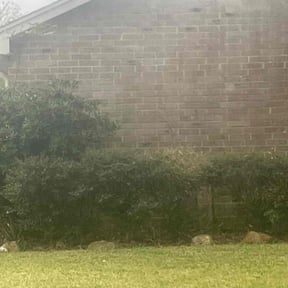 Bush Trimming by All Scapes Property Maintenance reviewed on March 25, 2025
