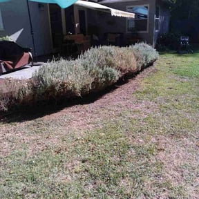 Bush Trimming by Guillen Lawn Care reviewed on January 29, 2025