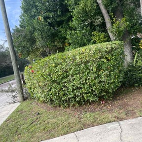 Bush Trimming by Landscape reviewed on May 17, 2022