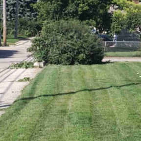 Bush Trimming by Blu's Lawn Care reviewed on October 25, 2022