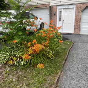 Bush Trimming by Creative property lawn & landscaping reviewed on August 3, 2022