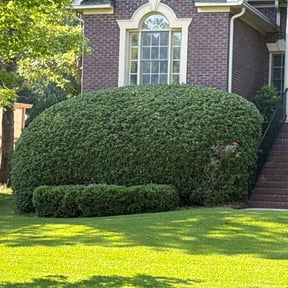 Bush Trimming by Amelias Lawn Professionals reviewed on April 11, 2025