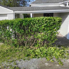Bush Trimming by M2 custom service reviewed on June 29, 2020