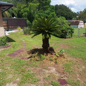 Bush Trimming by AllNOne landscaping llc reviewed on August 6, 2025