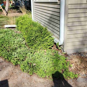 Leaf Removal by Green T's Lawn & Landscape reviewed on July 6, 2022