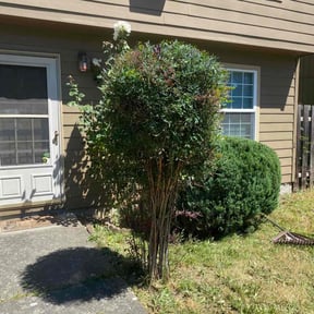 Bush Trimming by Undefeated Landscaping LLC. reviewed on May 28, 2022