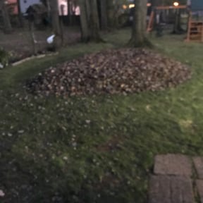 Leaf Removal by It's a family affair llc reviewed on October 16, 2022