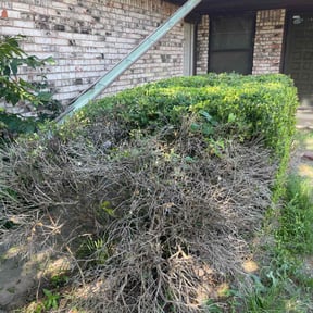 Bush Trimming by WeHaul Lawn Care and Junk Removal reviewed on December 6, 2023