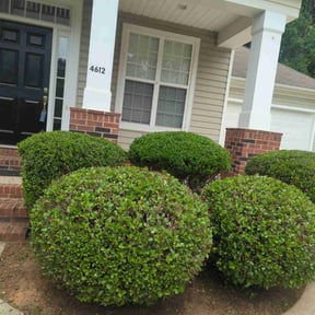 Bush Trimming by Custom Cuts Lawn Care reviewed on June 29, 2022