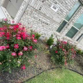 Flower Bed Weeding by Texas landscaping reviewed on August 7, 2025