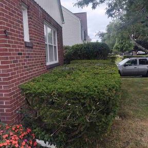 Bush Trimming by Elegant Lawn Care reviewed on February 27, 2022