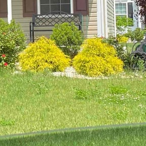 Cleanups by Green Knight Lawn Care reviewed on November 2, 2024