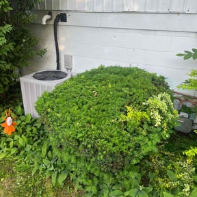 Bush Trimming by Denson's Total Lawn Care reviewed on July 15, 2022