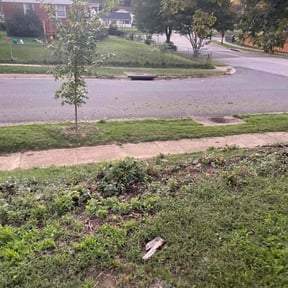 Bush Trimming by TruGreen LawnCare reviewed on June 28, 2025
