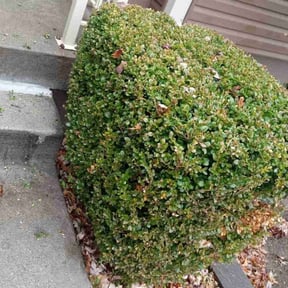 Bush Trimming by JD landscaping reviewed on June 21, 2022