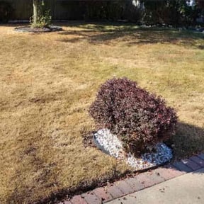 Cleanups by Torres Lawn Care reviewed on November 16, 2021
