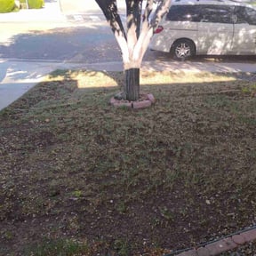 Leaf Removal by MNS Services reviewed on October 4, 2024