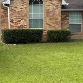 Bush Trimming by American Lead Lawn Specialist reviewed on March 27, 2025