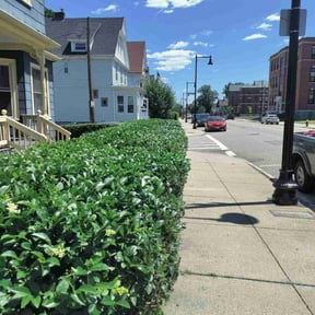 Bush Trimming by Steamin Beamin Landscaping reviewed on June 10, 2022