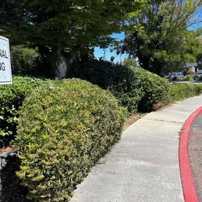 Bush Trimming by Residential maintenance reviewed on April 20, 2022