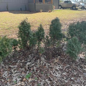 Bush Trimming by The Wright Lawn Care reviewed on April 24, 2022
