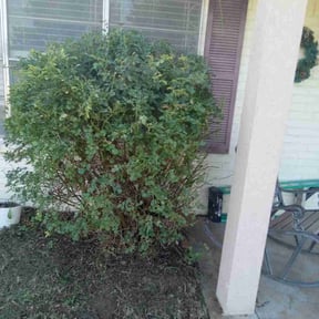 Bush Trimming by Bikini Beverage Company reviewed on August 28, 2021