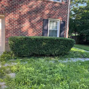 Bush Trimming by Scott Lawncare reviewed on July 16, 2022
